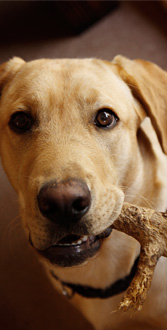 about pets